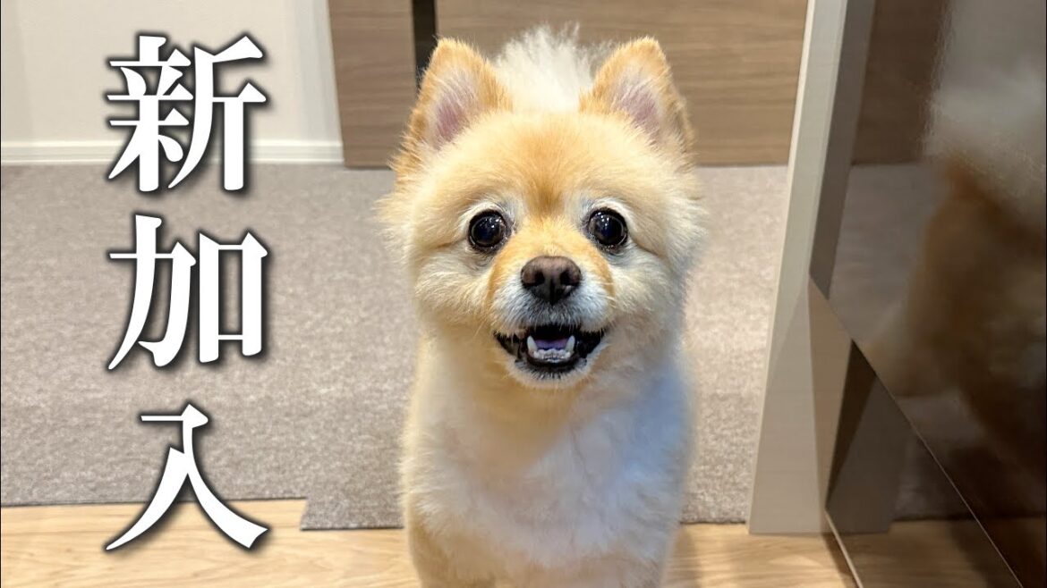 我が家に心強い仲間が加わりました! 我が家に心強い仲間が加わりました!
