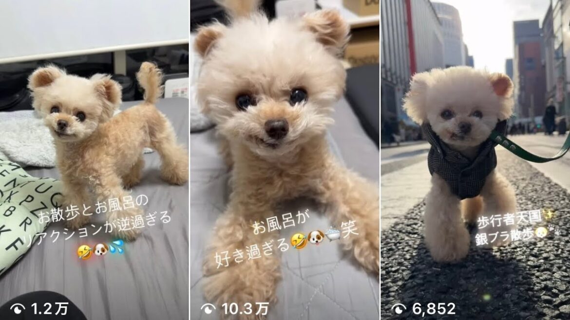 【LIVE】インスタ２７万再生突破しました♪【トイプードル】