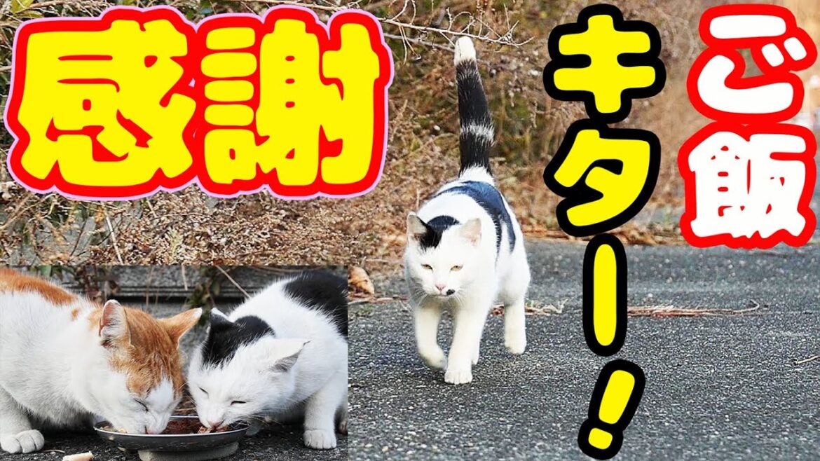 強烈寒波 空腹 ボクシング猫にご飯をあげたらとんでもないことに・・・ さくらねこへのエサやり 強烈寒波 空腹 ボクシング猫にご飯をあげたらとんでもないことに・・・ さくらねこへのエサやり