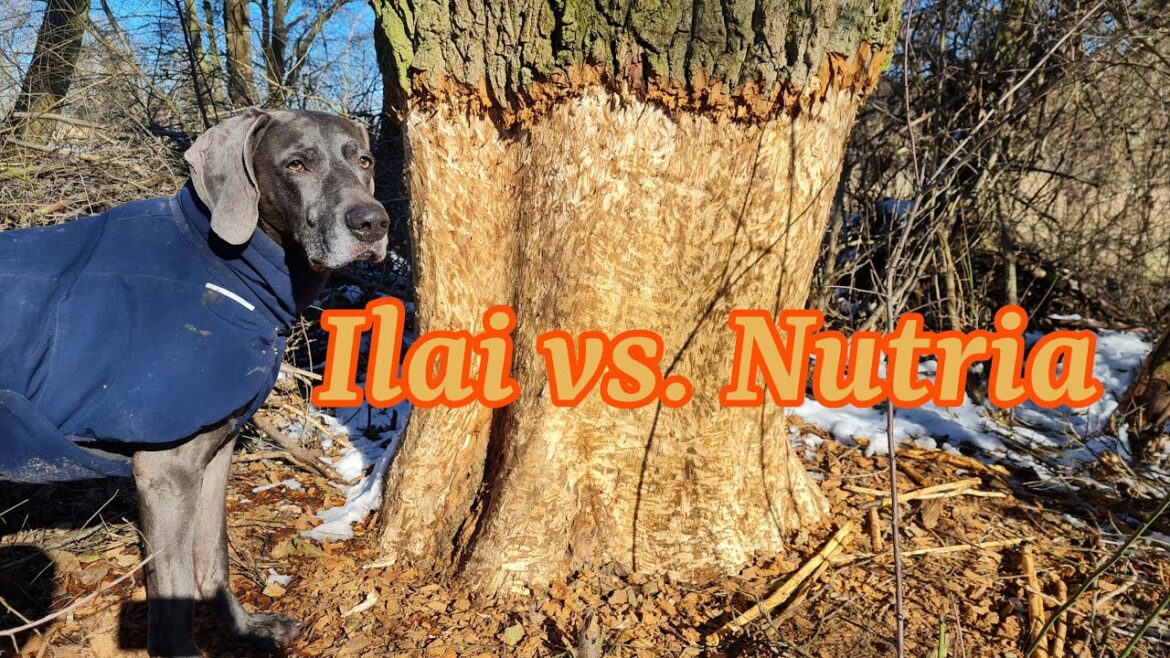 Weimaraner Ilai vs. Nutria