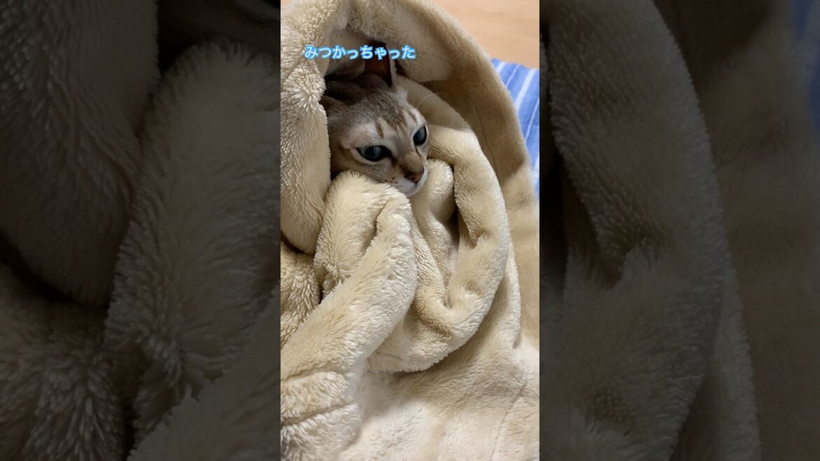 この感じは、、、　#シンガプーラ  #猫のいるくらし