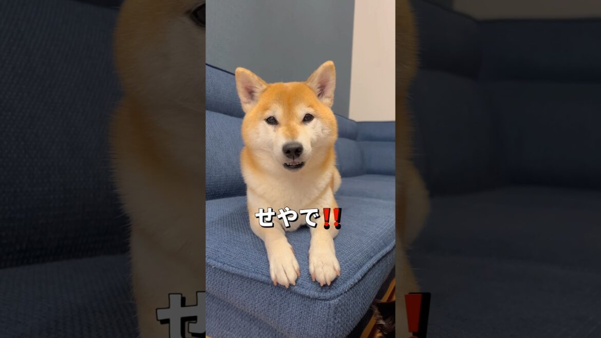 今日はココの気分🐶🎵#柴犬 #チワワ #shorts