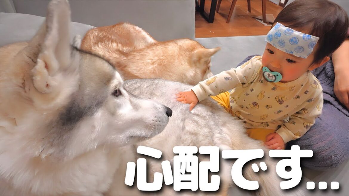 感染症になった娘をそばで見守ってくれる愛犬たちが優しすぎました・・・