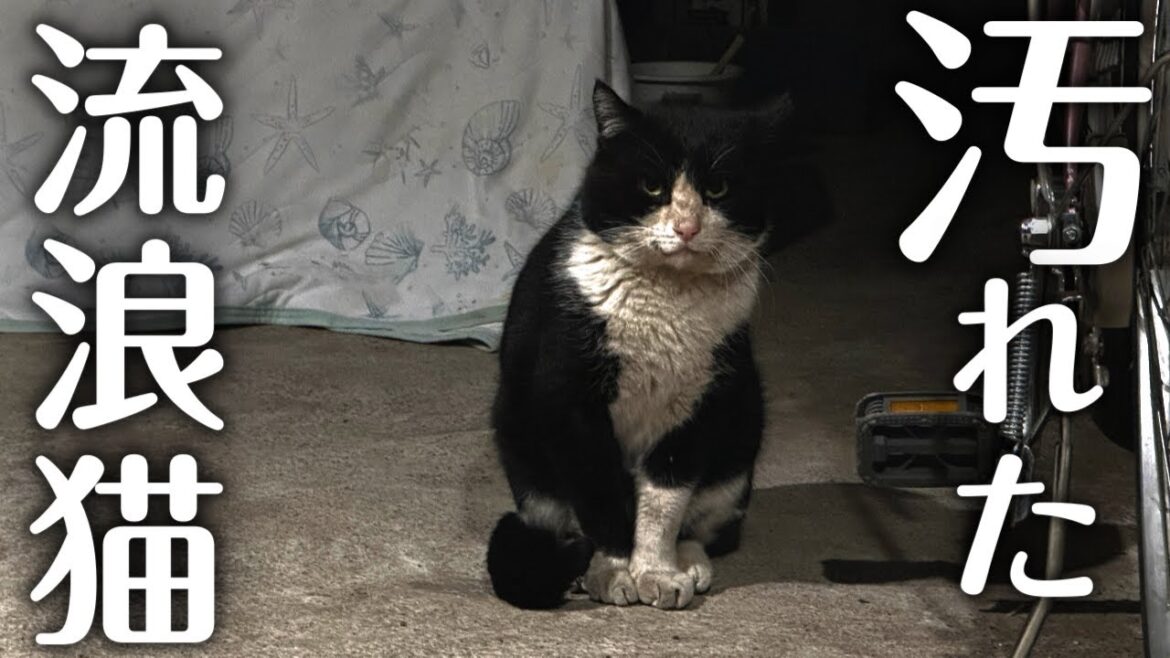 ボス猫がいなくなった河原に次々と流浪猫が辿り着く【地域猫】 ボス猫がいなくなった河原に次々と流浪猫が辿り着く【地域猫】