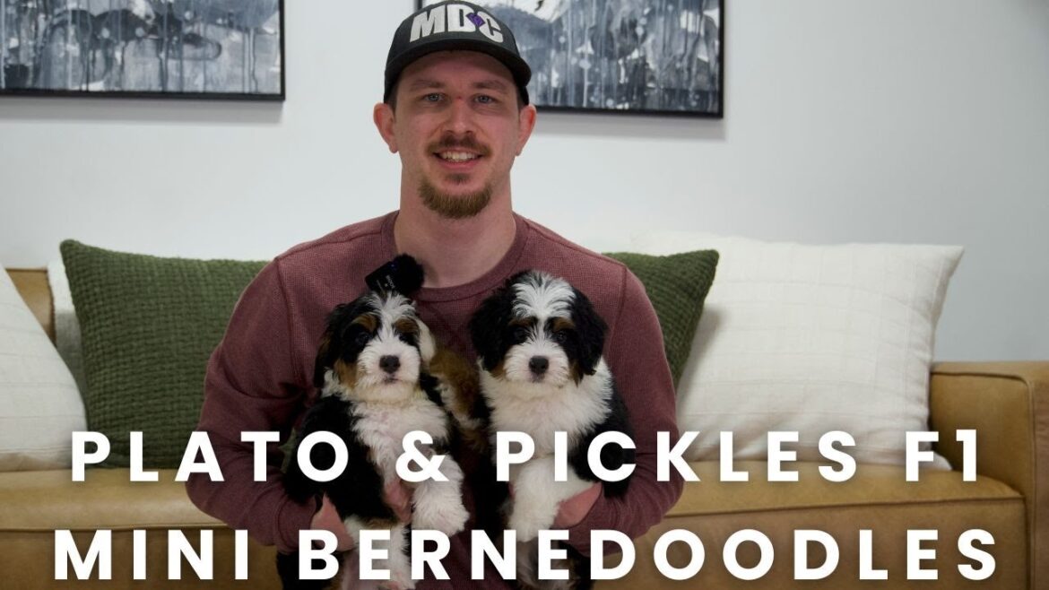 Plato & Pickles Our Available F1 Mini Bernedoodle Puppies at Mountain Dog Companion!