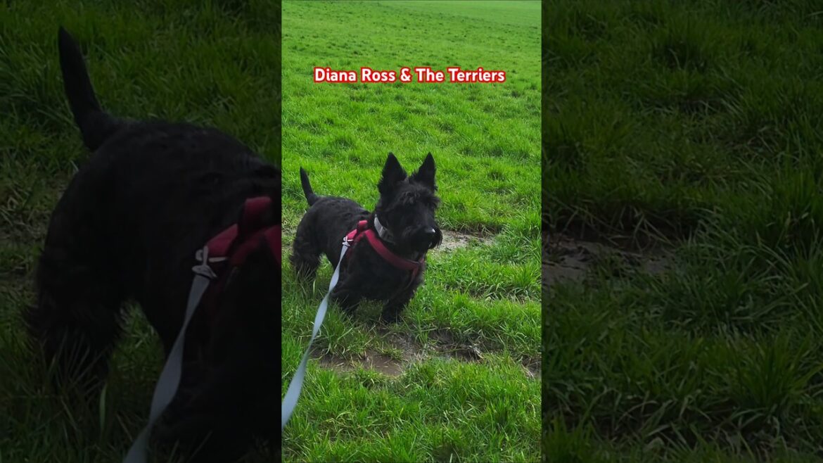 Diana Ross & The Terriers ๐ Diana Ross & The Terriers ๐