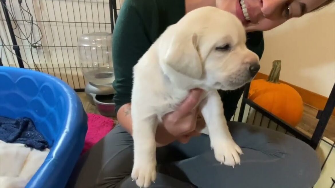 Chunky Christmas Pups Weigh in on Day 22 #cutepuppies #labrador #puppy