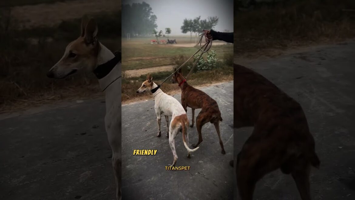 Saluki vs. Greyhound – Speed, Grace & Power! 🏆🐕💨 #Saluki #Greyhound #FastDog #HoundBreed