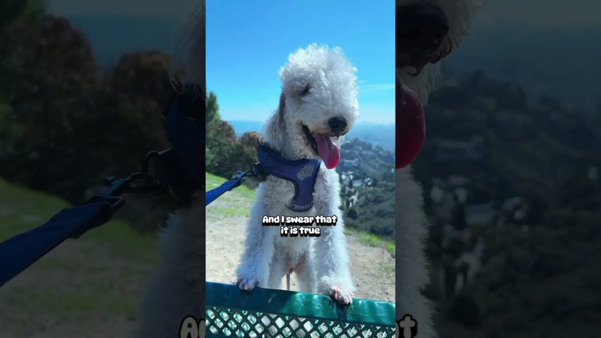 I will say it，you are my favorite #dog #fyp #puppy #doglover #bedlingtonterrier