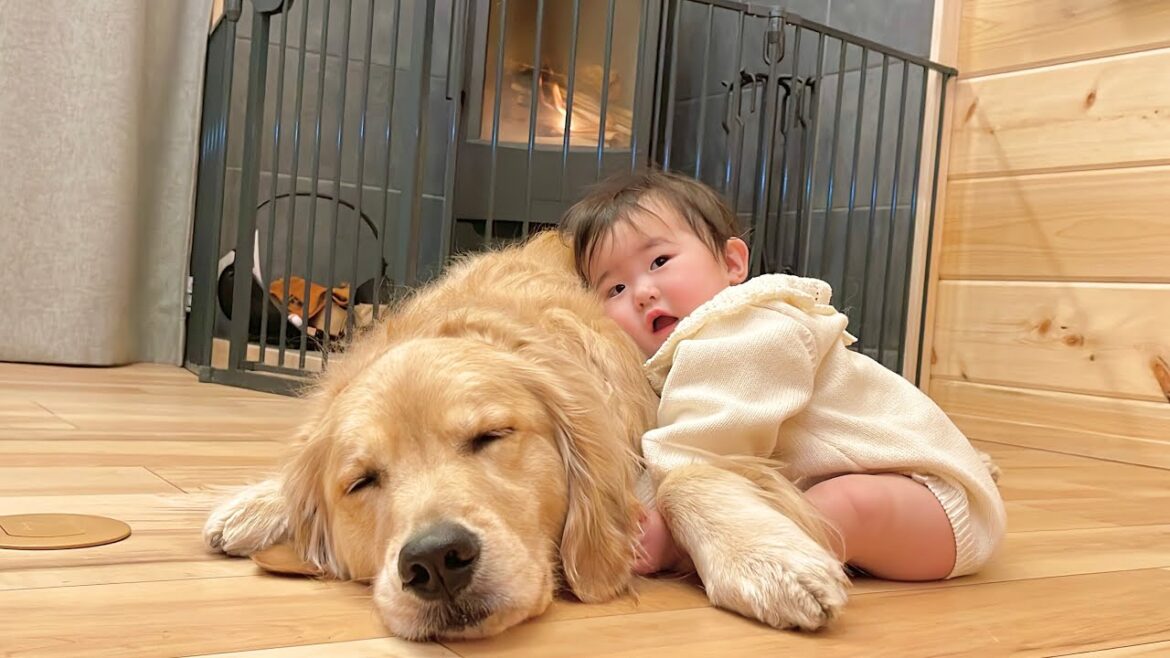 疲れて眠くなったことを察すると大きな背中を貸してあげる優しいゴールデンレトリバー