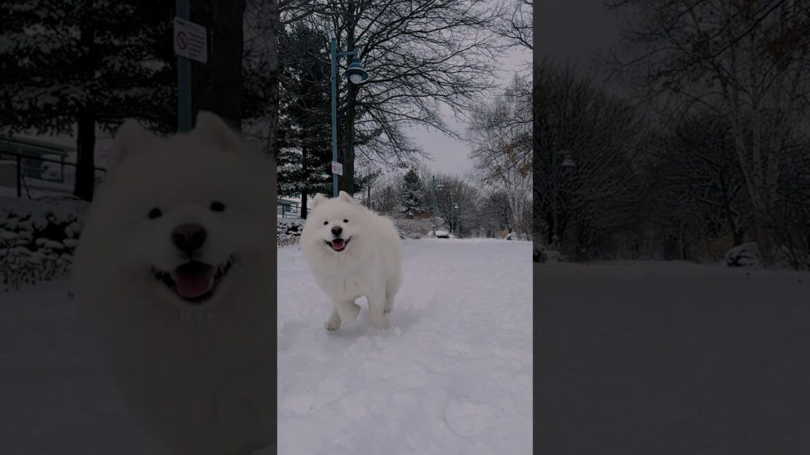 Try Not to Smile with This Happy Dog