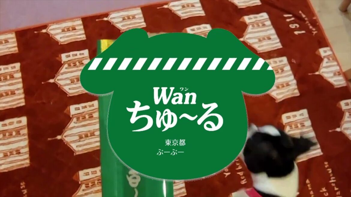 ボステリがWanちゅ～る広告に初挑戦#bostonterrier #ボストンテリア #ボステリ #犬のいる生活