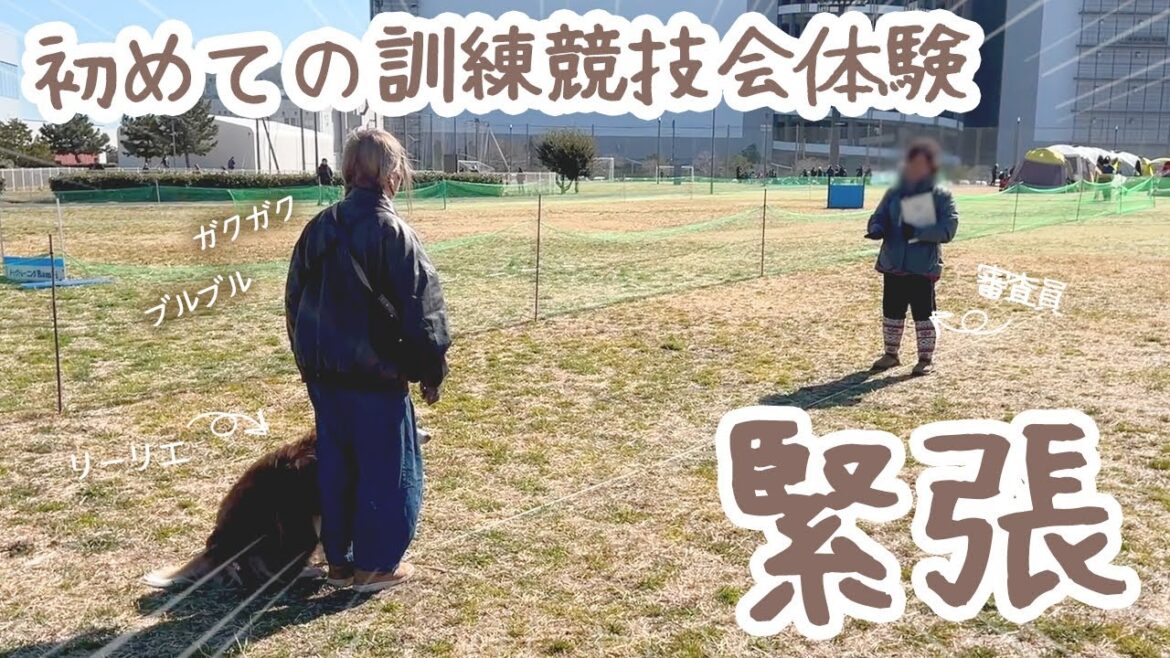 初めての訓練競技会体験をしてきました🌟【ボーダーコリー・オーストラリアンシェパード】