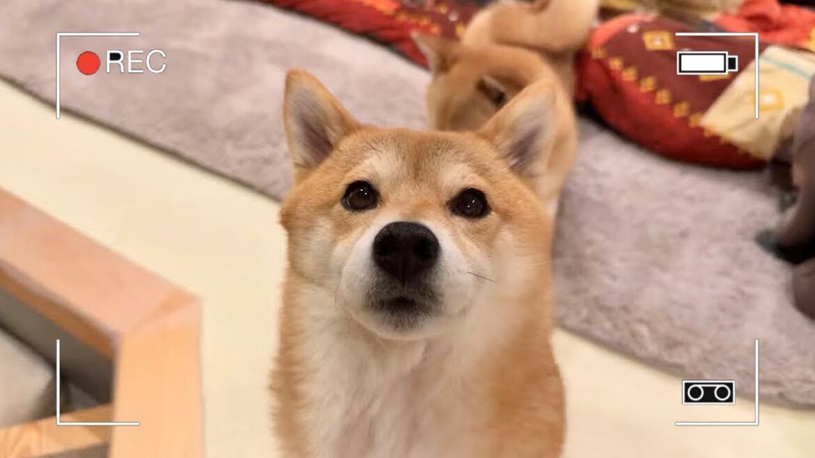 突然ですが生配信🐶🐶