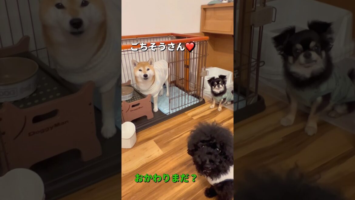賑やかな食卓🐶🐶🐶#柴犬 #チワワ #shorts