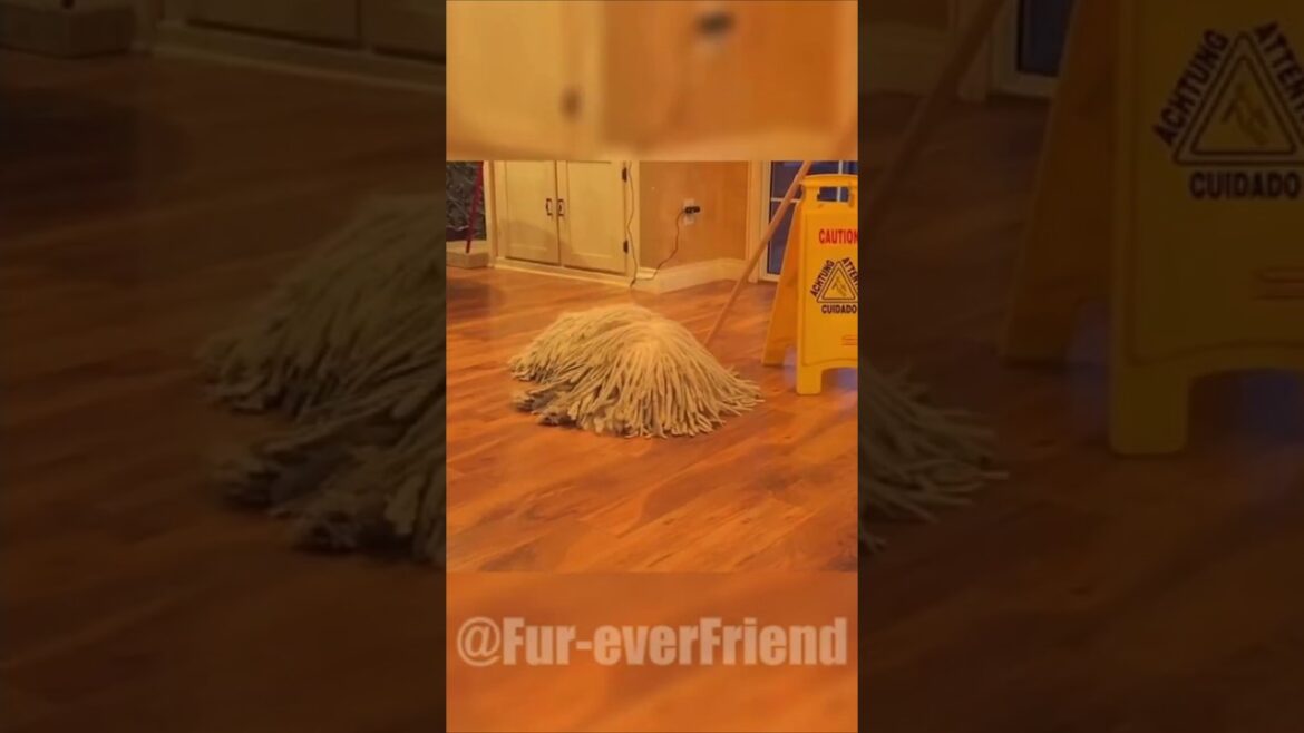 Is This a Dog or a Walking Mop You Decide! 😂 #shorts