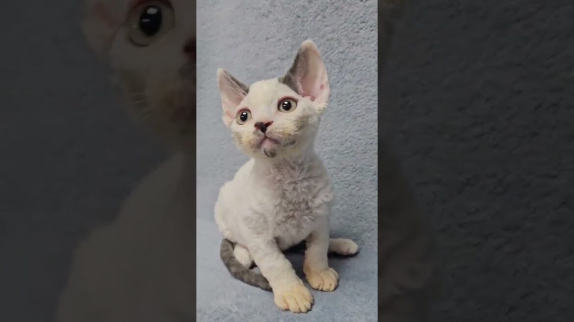 Simon — Sweet Devon Rex Boy