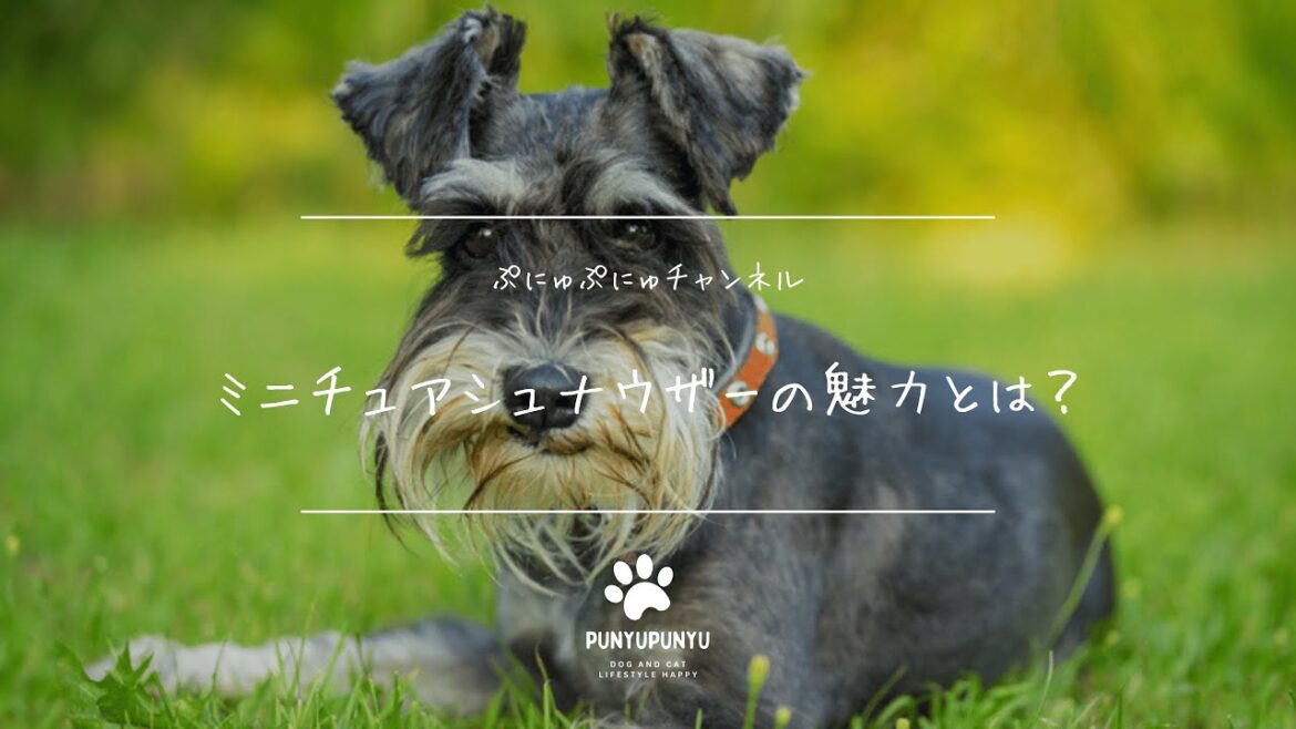 ミニチュアシュナウザーの魅力！性格・飼い方・お手入れ完全ガイド