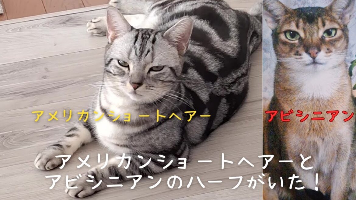 アメリカンショートヘアーとアビシニアンのハーフ？二描種良い所取りの猫