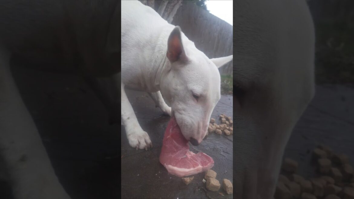 Raw feed English bull terrier #englishbullterrier #dog #dogasmr #doglover #dogs