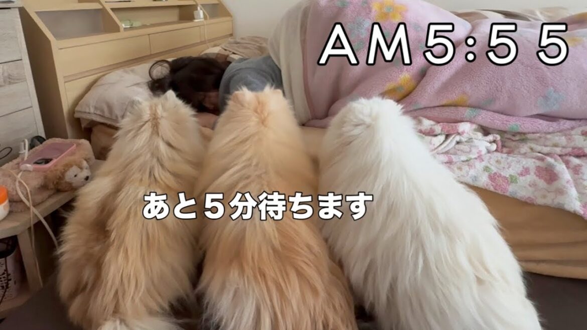 ６時になるまで待機する目覚まし３姉妹ポメラニアン