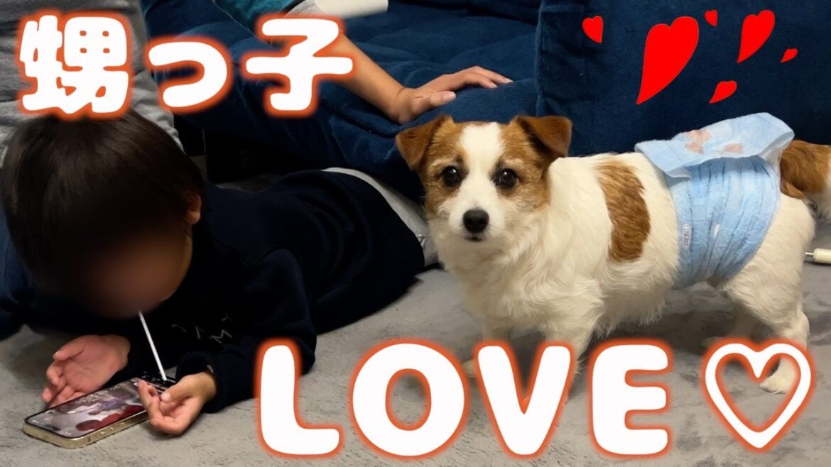 甥っ子の事が好きすぎて少しでもお近づきになりたい犬/ジャックラッセルテリア