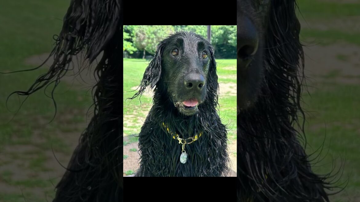 フラットコーテッドレトリバーのmomoが好き