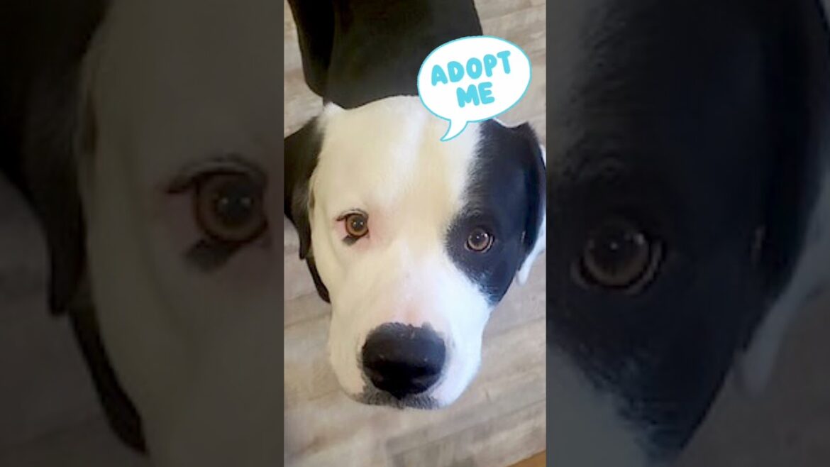 Meet Ringo! 🐕 A one y/o Cattle Dog/Boxer/Malamute Mix from Missouri who is looking for his new home!