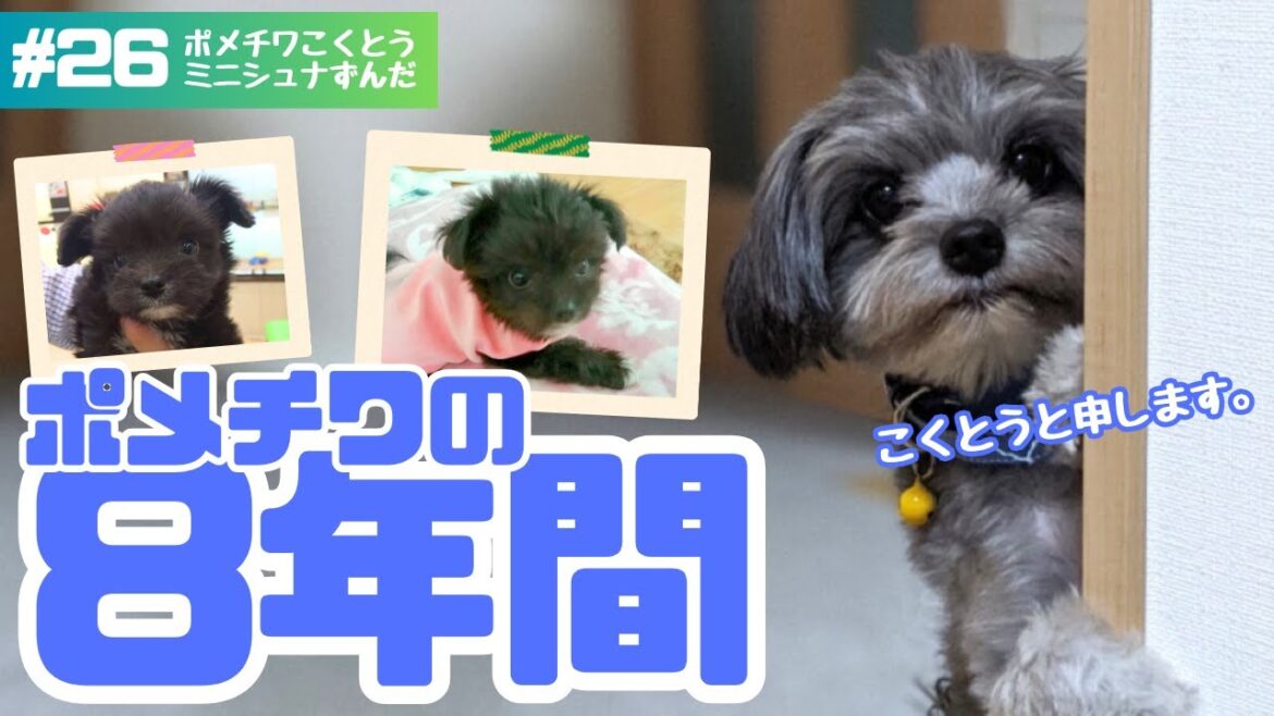 ポメラニアンともチワワとも言い難いポメチワこくとうとの8年間【甘えさせたら世界一】