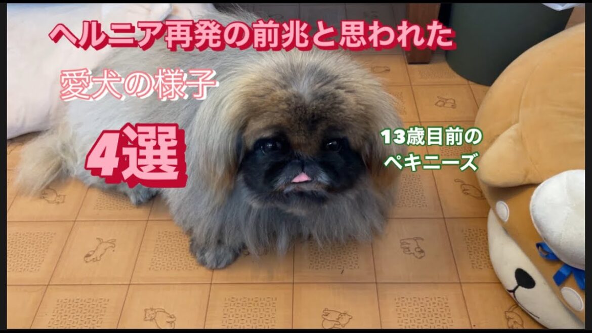 【ヘルニア】ヘルニア再発の前兆は合った！？老犬は老化と勘違いしてしまいがち！？弟ペキニーズの体調不良その後…