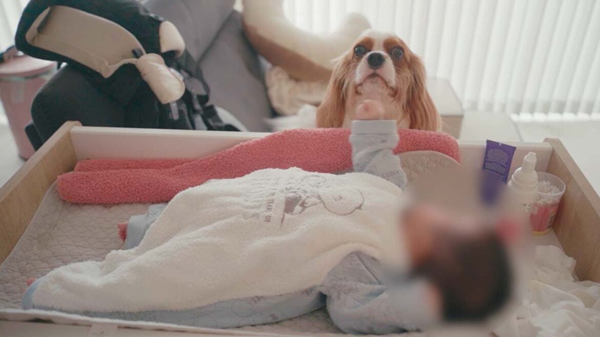 弟が生まれて1ヶ月。兄の自覚が芽生えてきたキャバリア犬