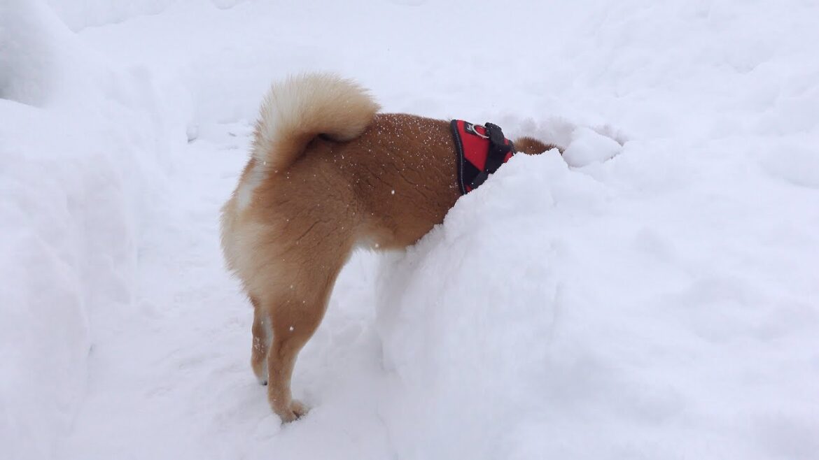 パパ不在で寂しそうな柴犬が…大雪で全力雪潜り!癒しすぎる姿をお届け。 パパ不在で寂しそうな柴犬が…大雪で全力雪潜り!癒しすぎる姿をお届け。