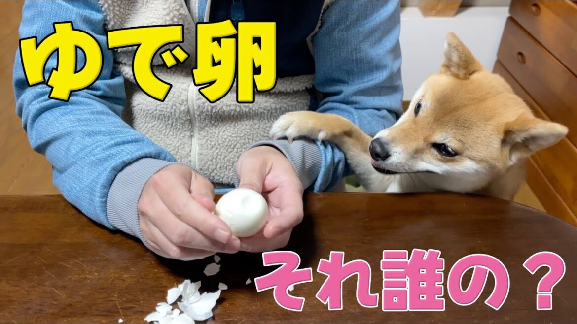 【ちょっと待った】ゆで卵の殻を破ると忍び寄る柴犬　小夏