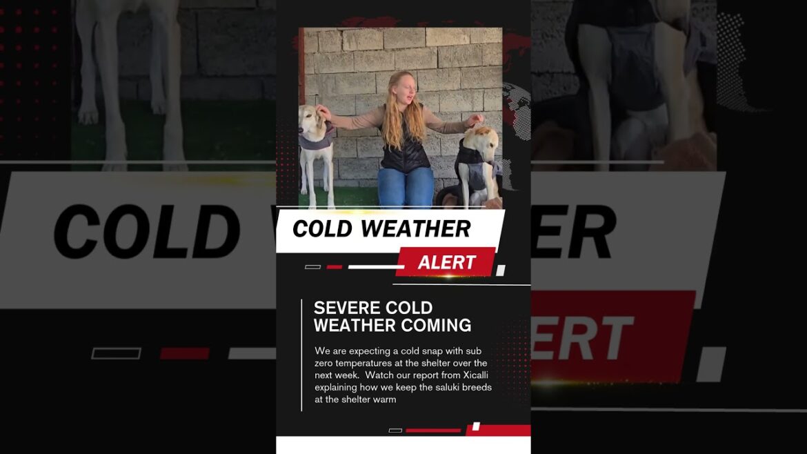 Preparing for cold weather at the shelter #warpaws #winter #dogs