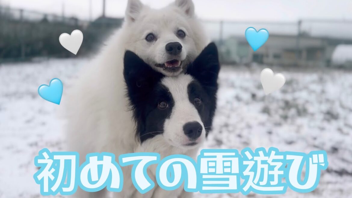初めて雪の中遊んだ時の相棒が可愛すぎました/日本スピッツ/ボーダーコリー
