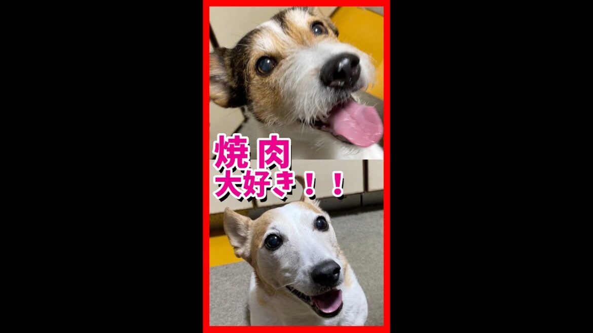 焼肉(美然牛) ご飯を食べたジャックラッセルテリアが可愛い