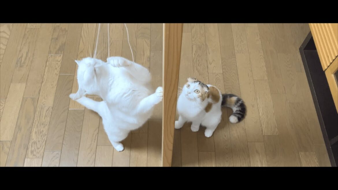 Cats playing with string.
