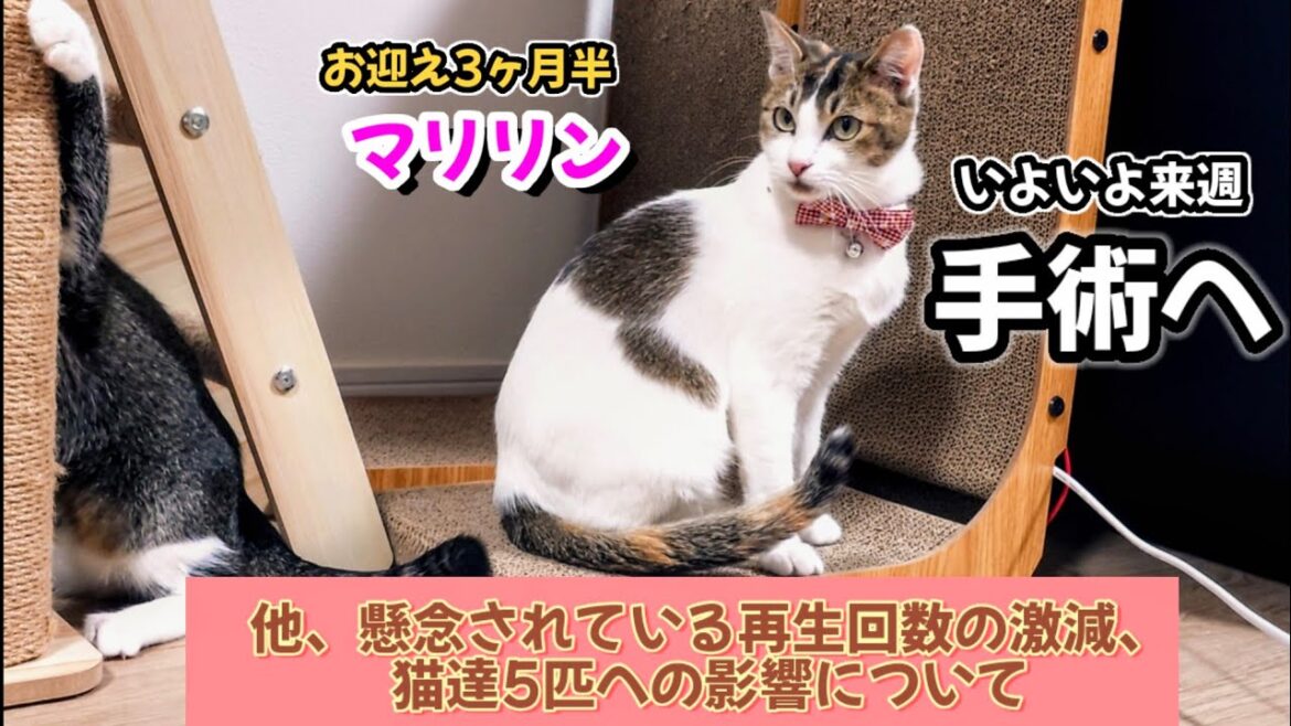 元野良猫マリリン、手術へ!&再生回数激減、飼育への影響について 元野良猫マリリン、手術へ!&再生回数激減、飼育への影響について