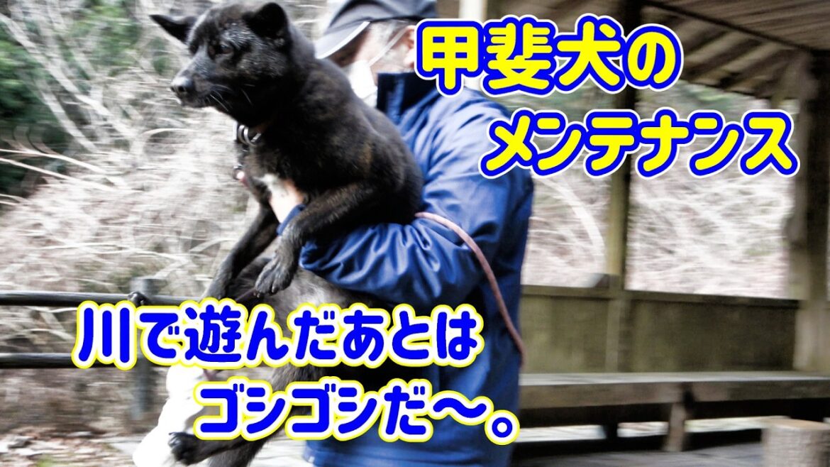 甲斐犬極寒川遊びあとは全身タオルでごしごし拭きましょう！　甲斐犬いち