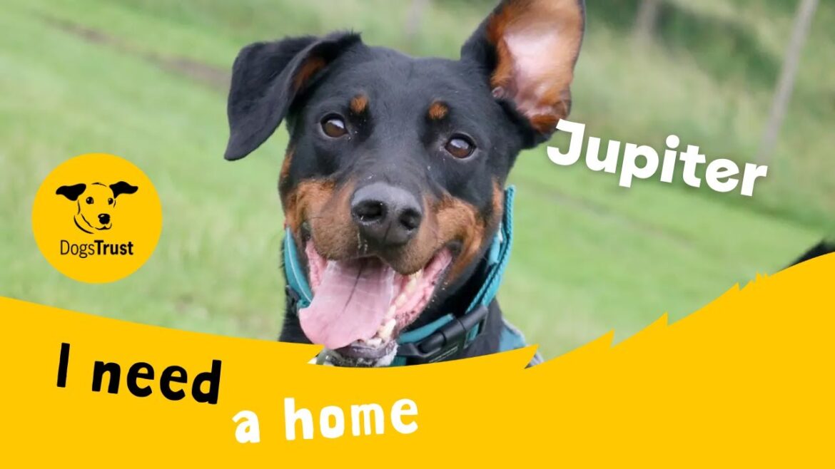 Jupiter the joyful Doberman cross | Dogs Trust Leeds Jupiter the joyful Doberman cross | Dogs Trust Leeds