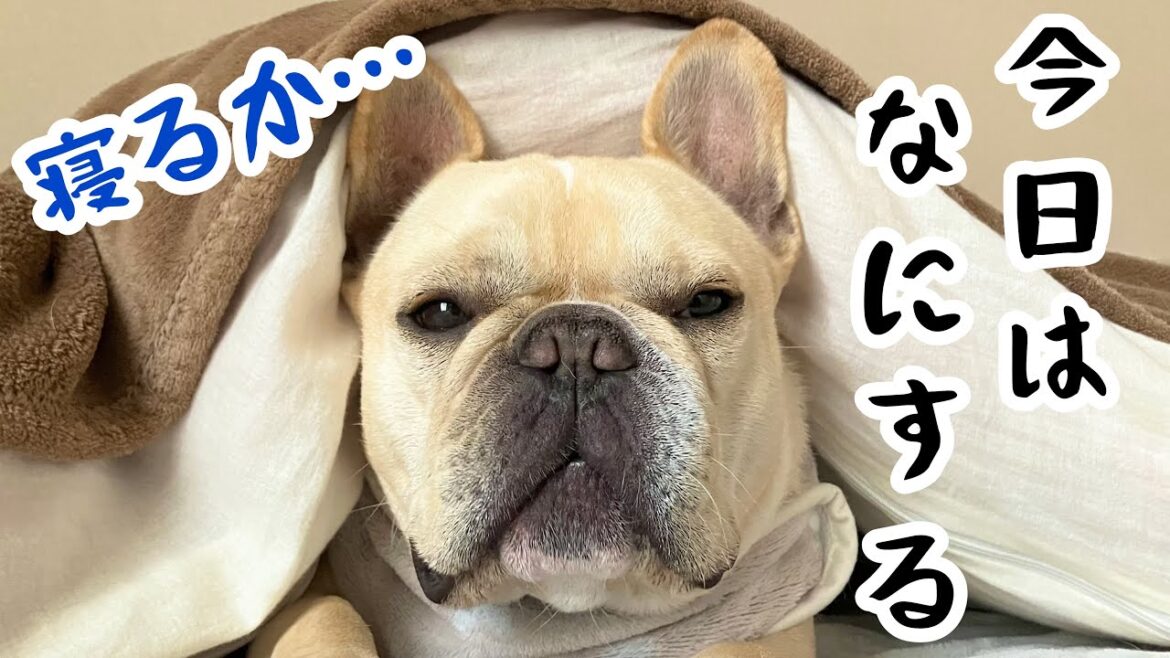 予定がなんにもない休日のフレブルとの1日　#犬 #暮らし #癒し