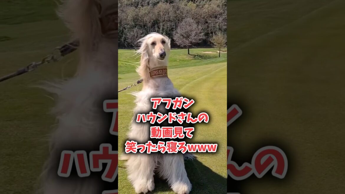 犬さんの動画見て笑ったら寝ろwwww#動物 #笑える #アフガンハウンド #大型犬