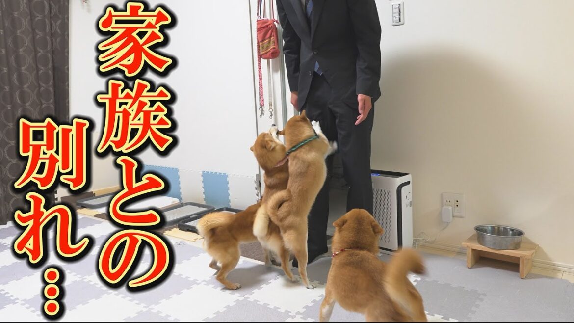 柴犬達と離れ離れの生活を送らなければならなくなりました・・・ 柴犬達と離れ離れの生活を送らなければならなくなりました・・・