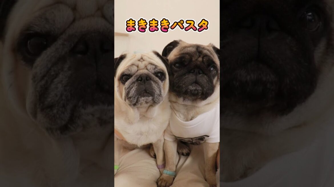 まきちゃん奮闘記④ スポーツジム編