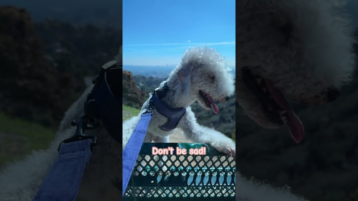 Don't be sad，hope I can make you happy #dog #puppy #fyp #doglover #bedlingtonterrier