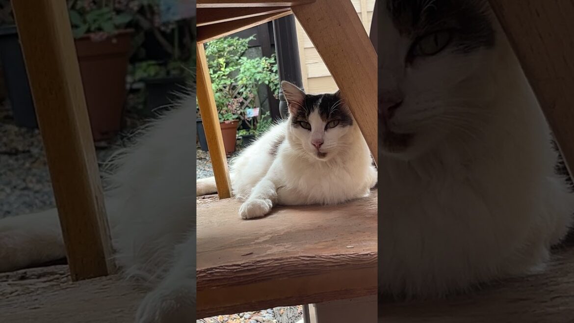 覗いてくる野良猫と目が合う瞬間👀💦