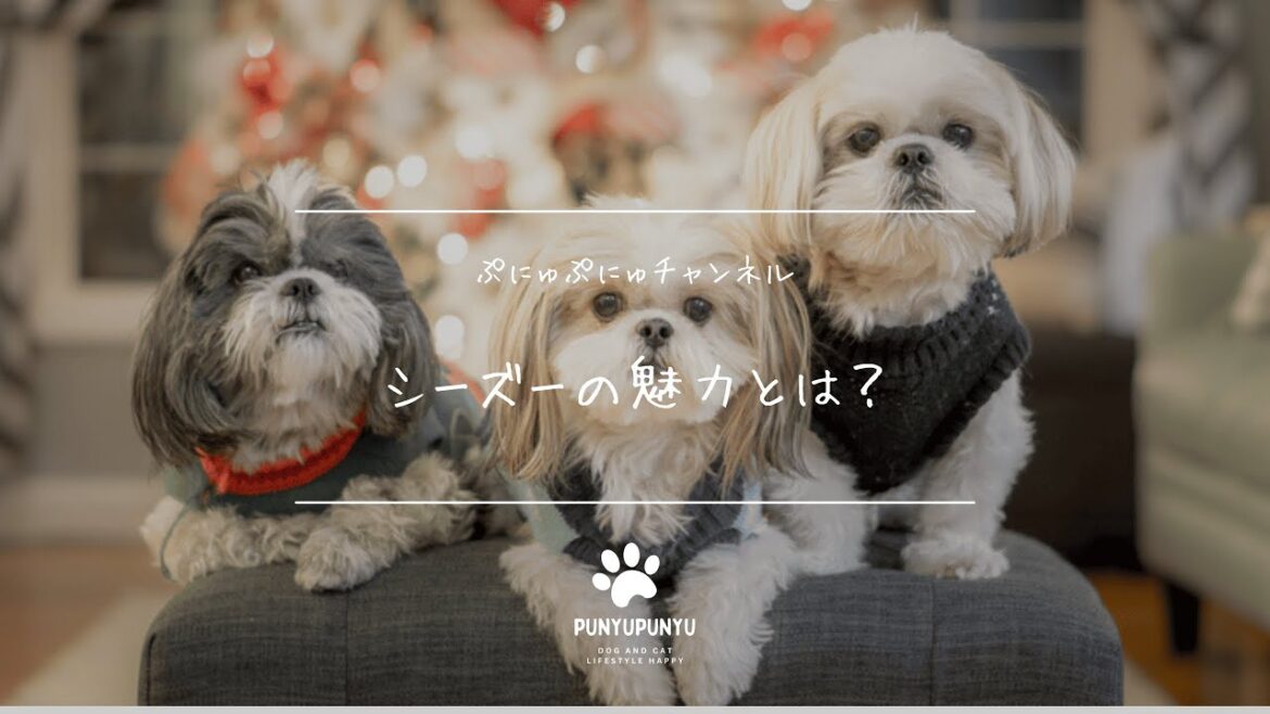 シーズーの魅力を徹底解説！性格・お手入れ・飼い方のポイントは？🐶✨