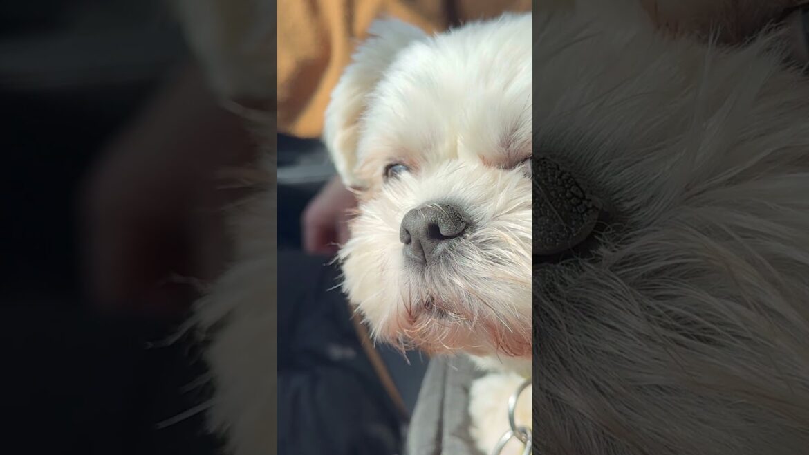 話は噛み合わないまま疑惑は続くよ🐶#シーズー #いぬ #犬 #マルシーズー #わんこ #イヌ