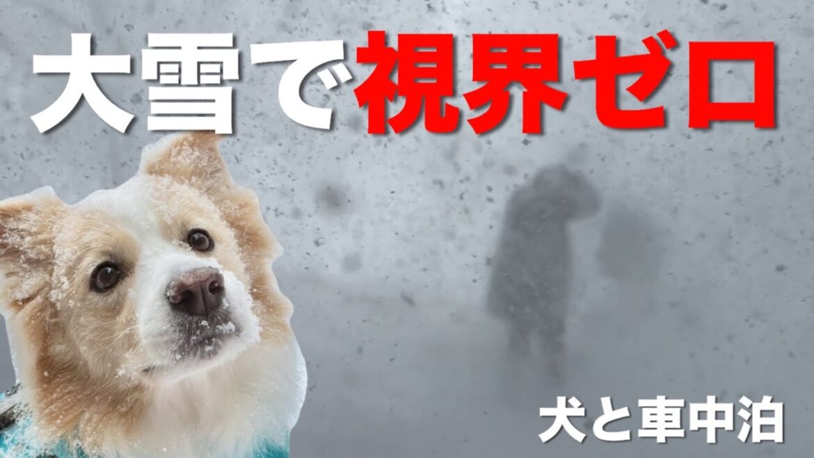 落雪から一瞬でホワイトアウト...犬と車中泊中に起こった恐怖体験。【ボーダーコリー•ゴールデンレトリバー】