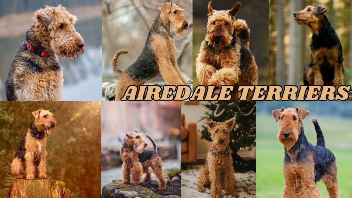 ALL ABOUT AIREDALE TERRIERS KING OF ALL TERRIERS "Dog" | #2025 #dog Care and Tips at Home